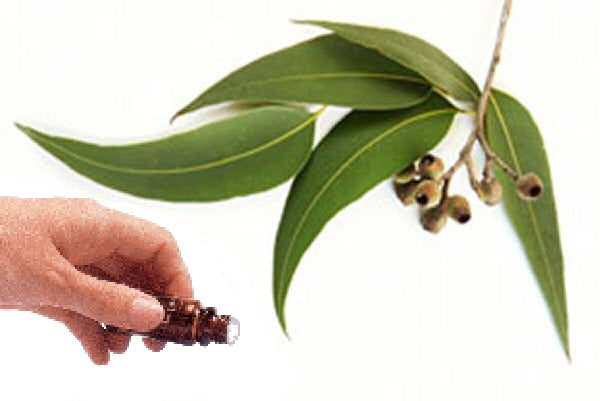Benzoin (20% in DPG) resinoid