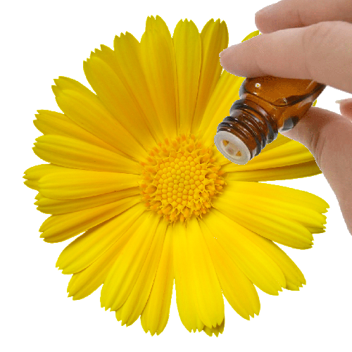 Calendula Absolute (2.5mls) Essential Oil
