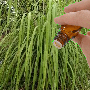 Citronella essential oil
