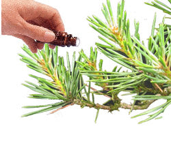 Pine  (Scots) Essential Oil