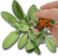 Sage Essential Oil