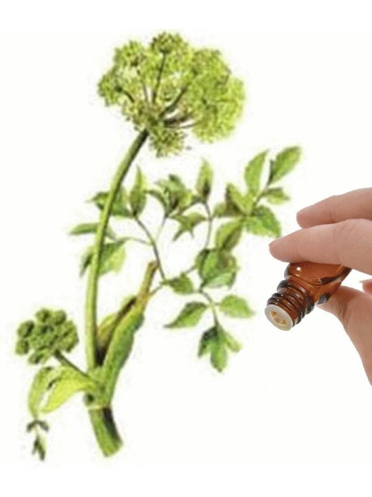 Angelica Seed  (Angelica archangelica) Essential Oil | Denise Brown