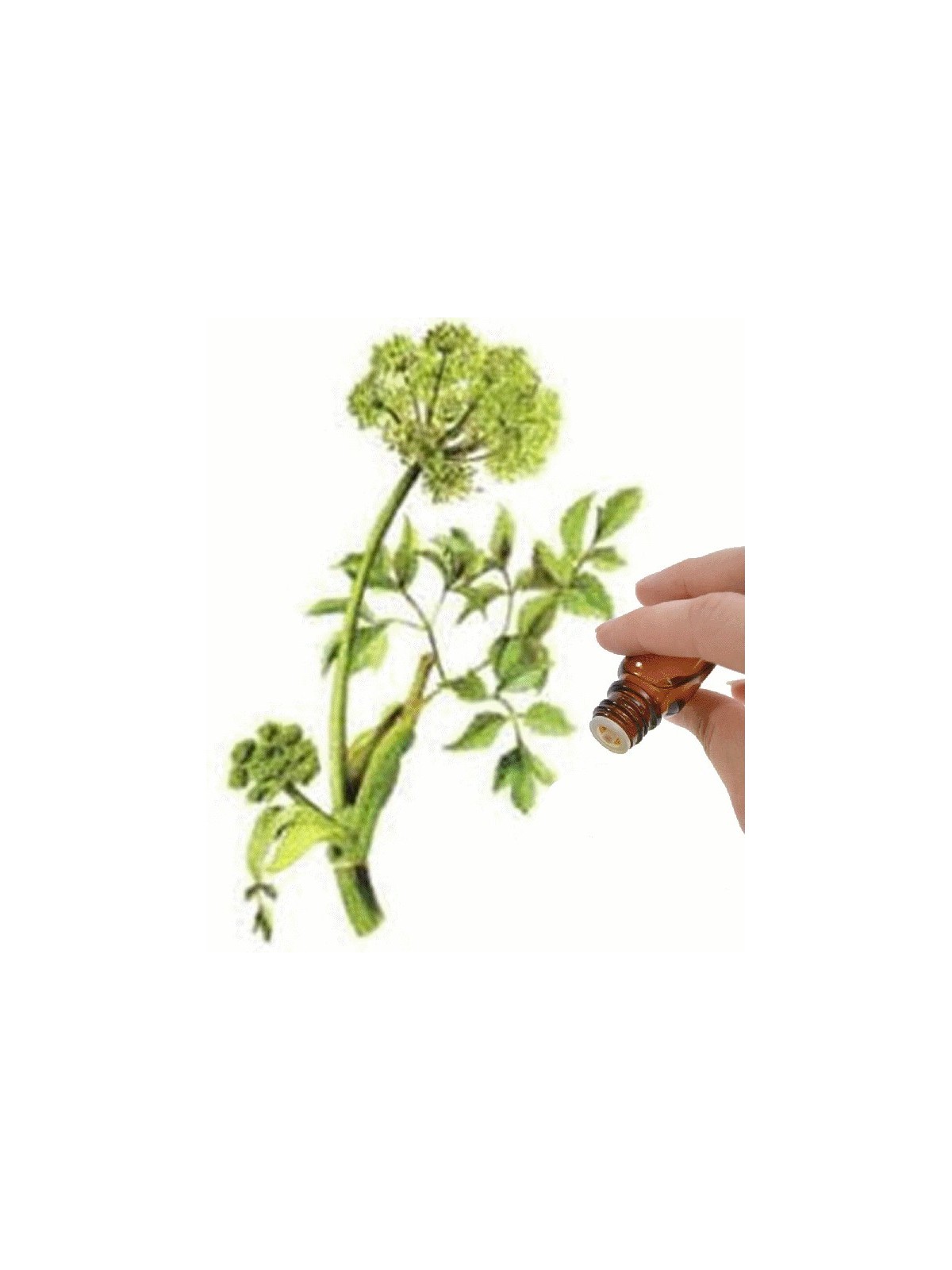 Angelica Seed  (Angelica archangelica) Essential Oil | Denise Brown