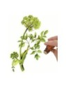 Angelica Seed essential oil