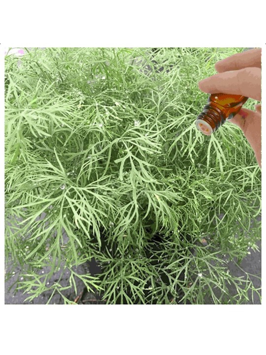 Dill Seed Essential Oil