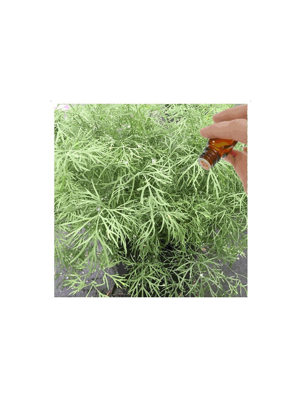 Dill Seed Essential Oil