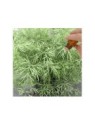 Dill Seed Essential Oil