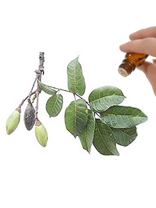 Elemi Essential Oil