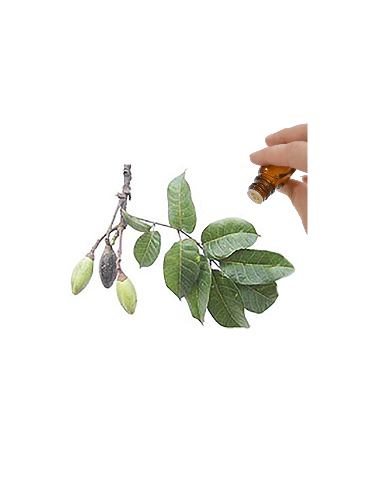 Elemi Essential Oil