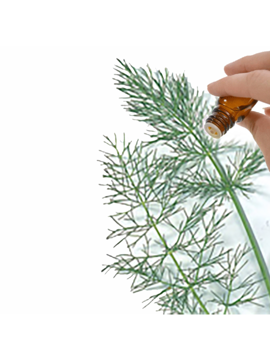 Fennel (Sweet) Essential Oil