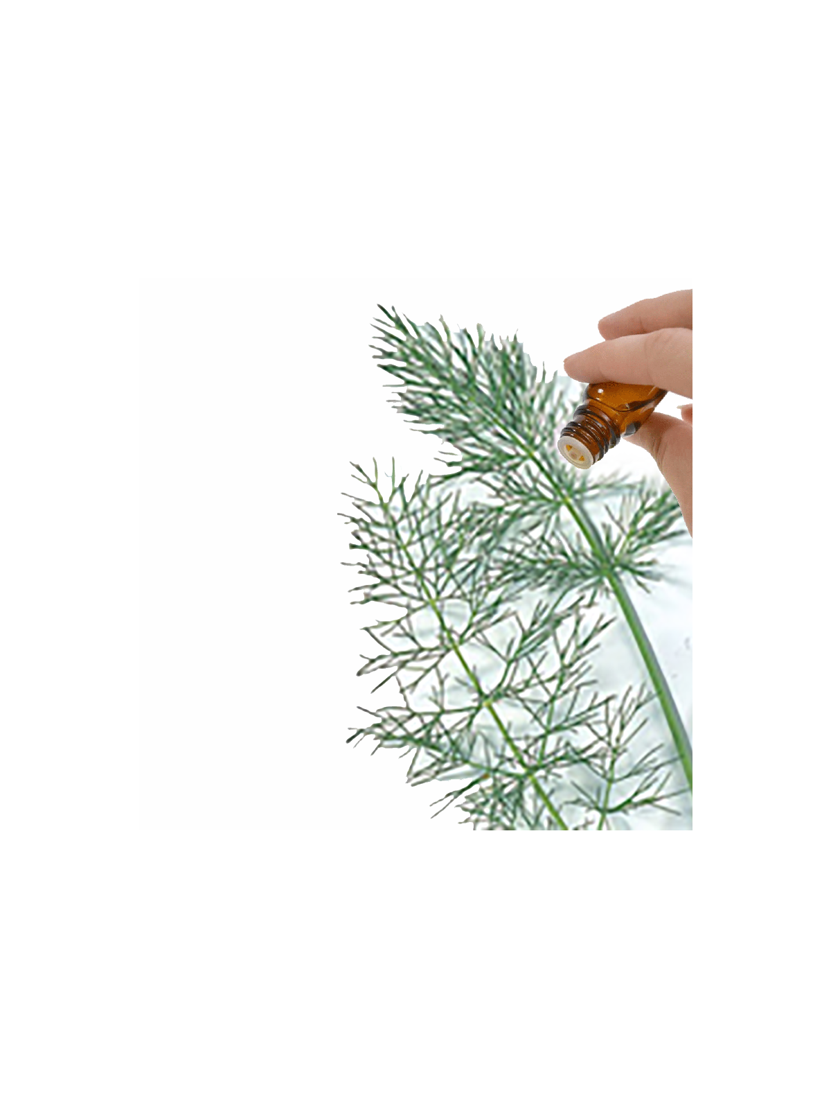 Fennel (Sweet) Essential Oil