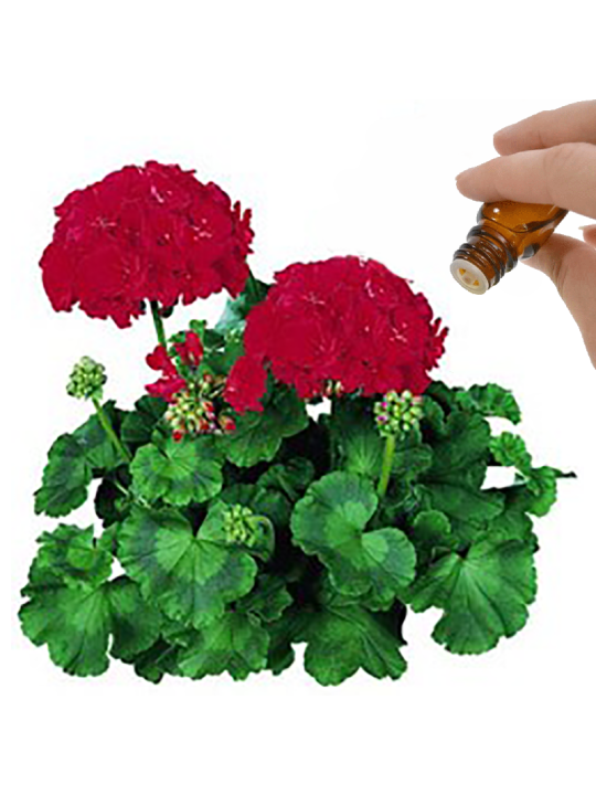 Geranium Essential Oil