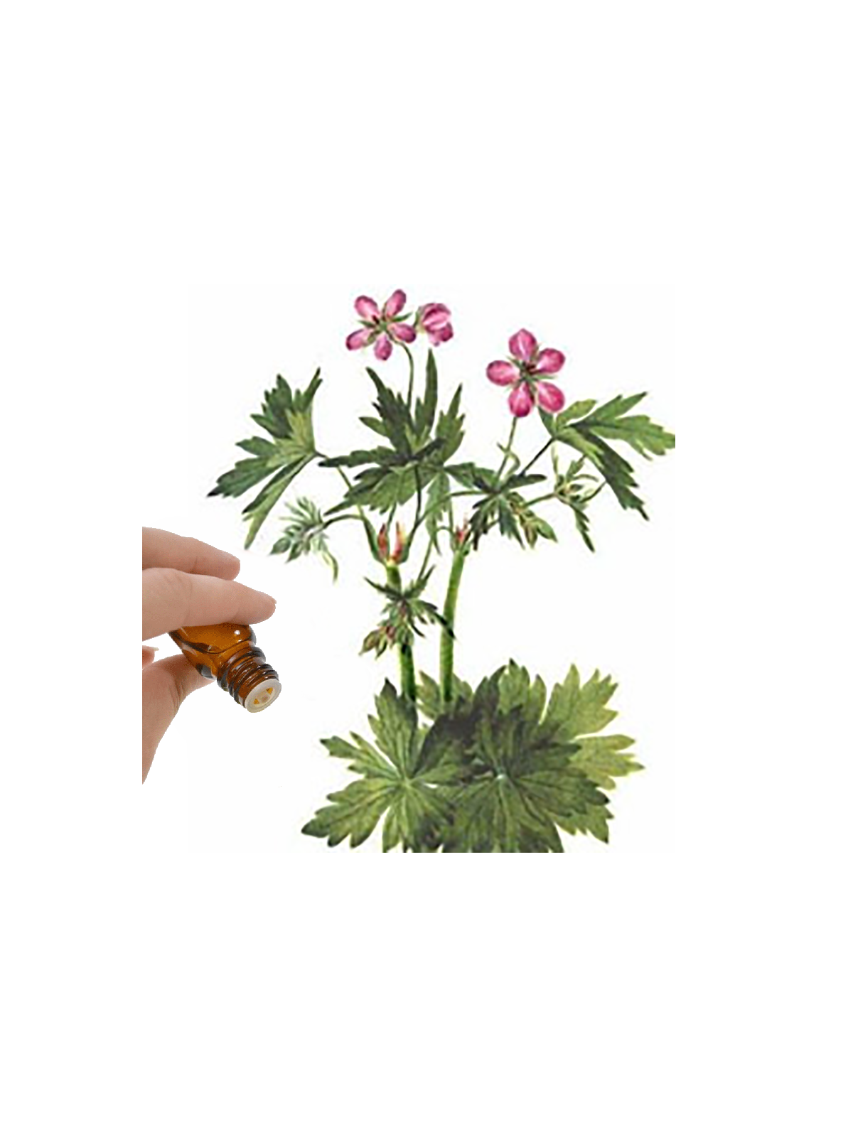 Geranium Bourbon Essential Oil