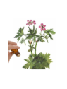 Geranium Bourbon Essential Oil