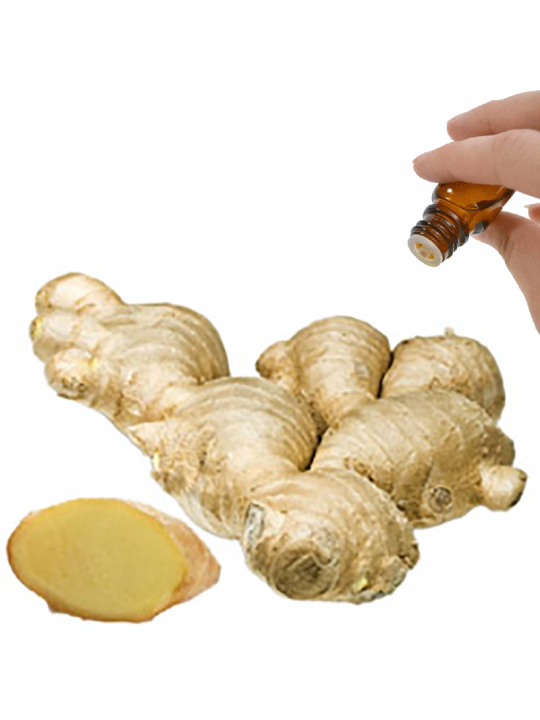 Ginger Root Essential Oil