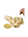 Ginger Root Essential Oil