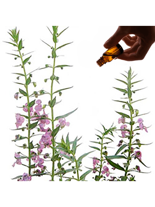 Hyssop Essential Oil