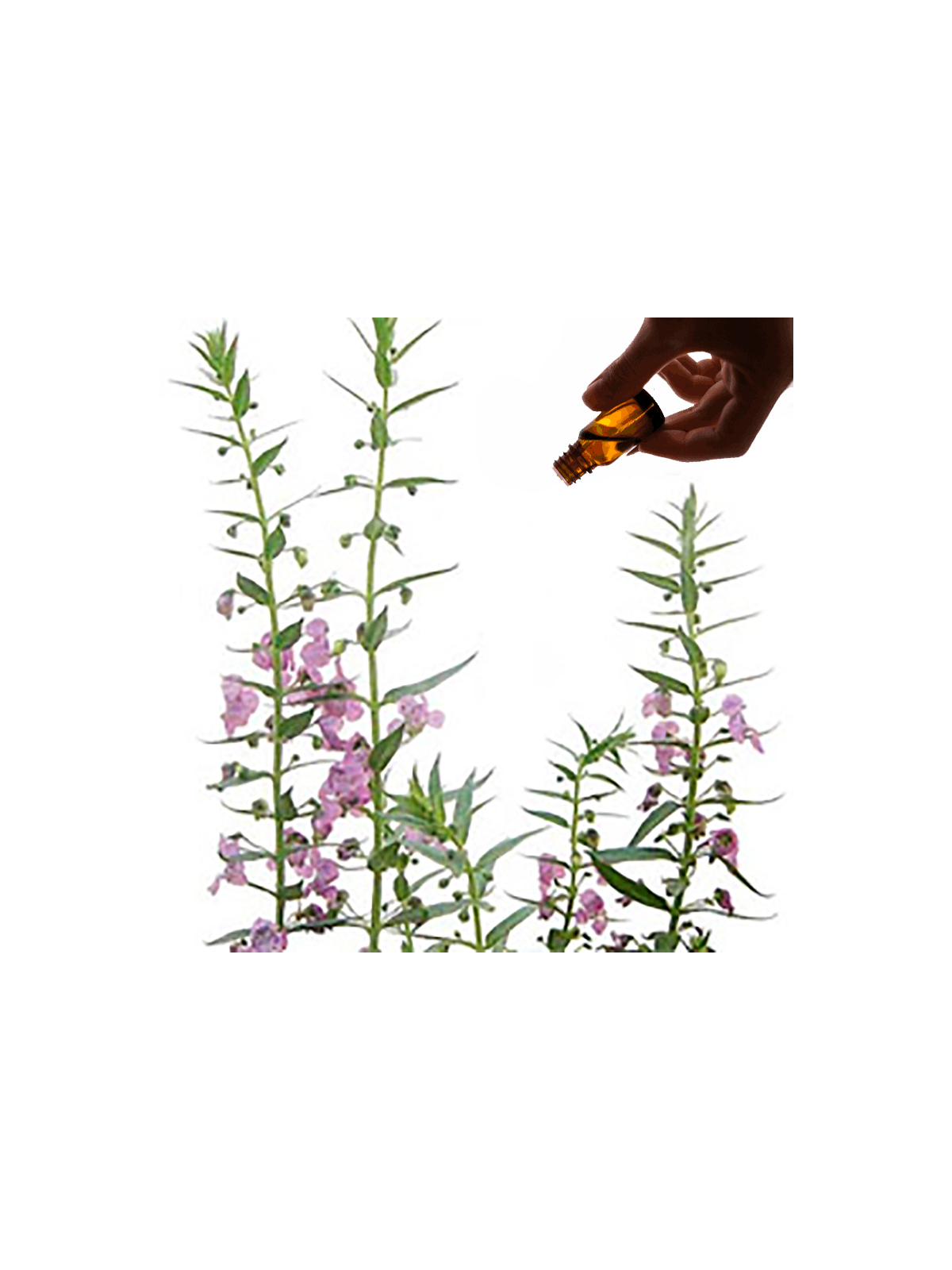 Hyssop Essential Oil