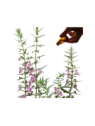 Hyssop Essential Oil