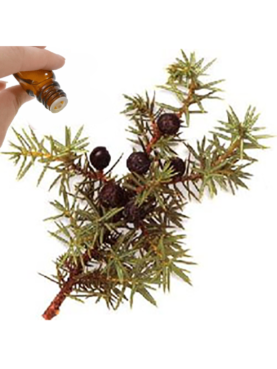 Juniper Berry Essential Oil