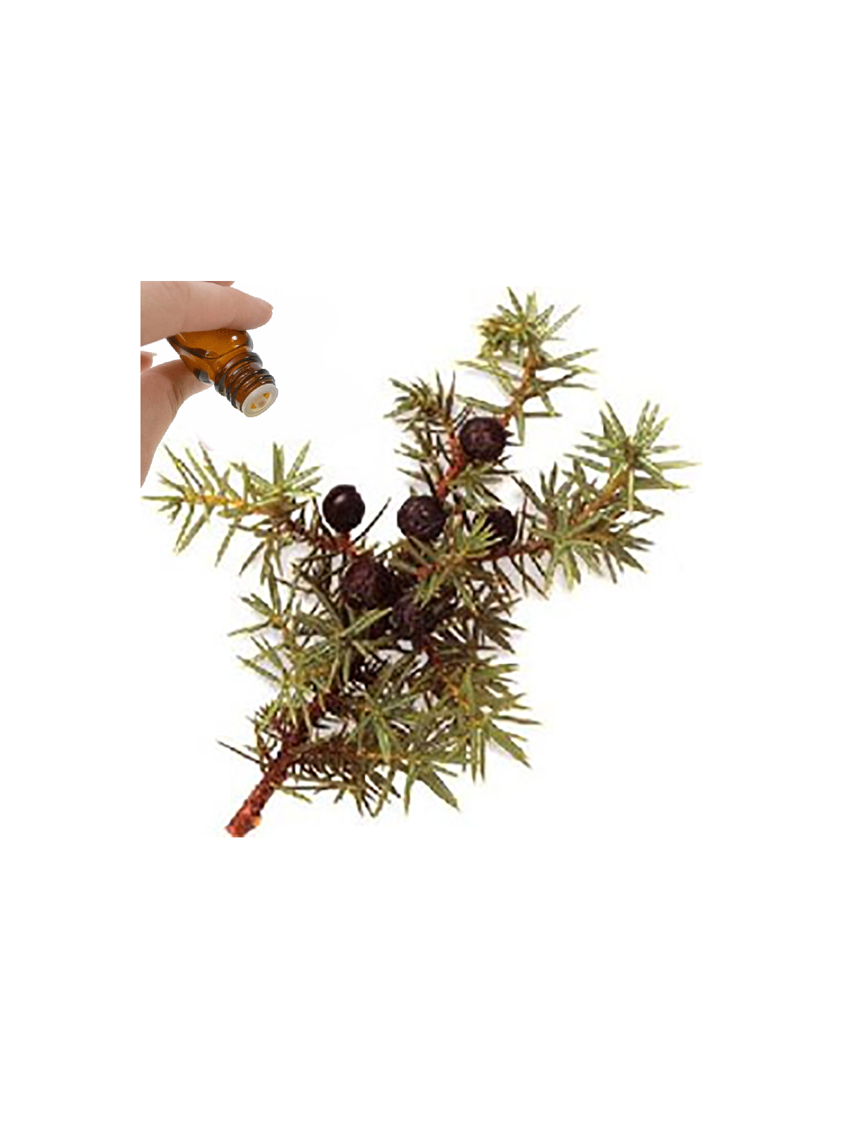 Juniper Berry Essential Oil