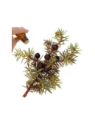 Juniper Berry Essential Oil