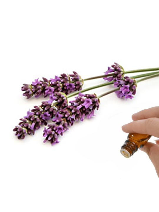 Lavender Essential Oil (Lavandula vera) | Denise Brown