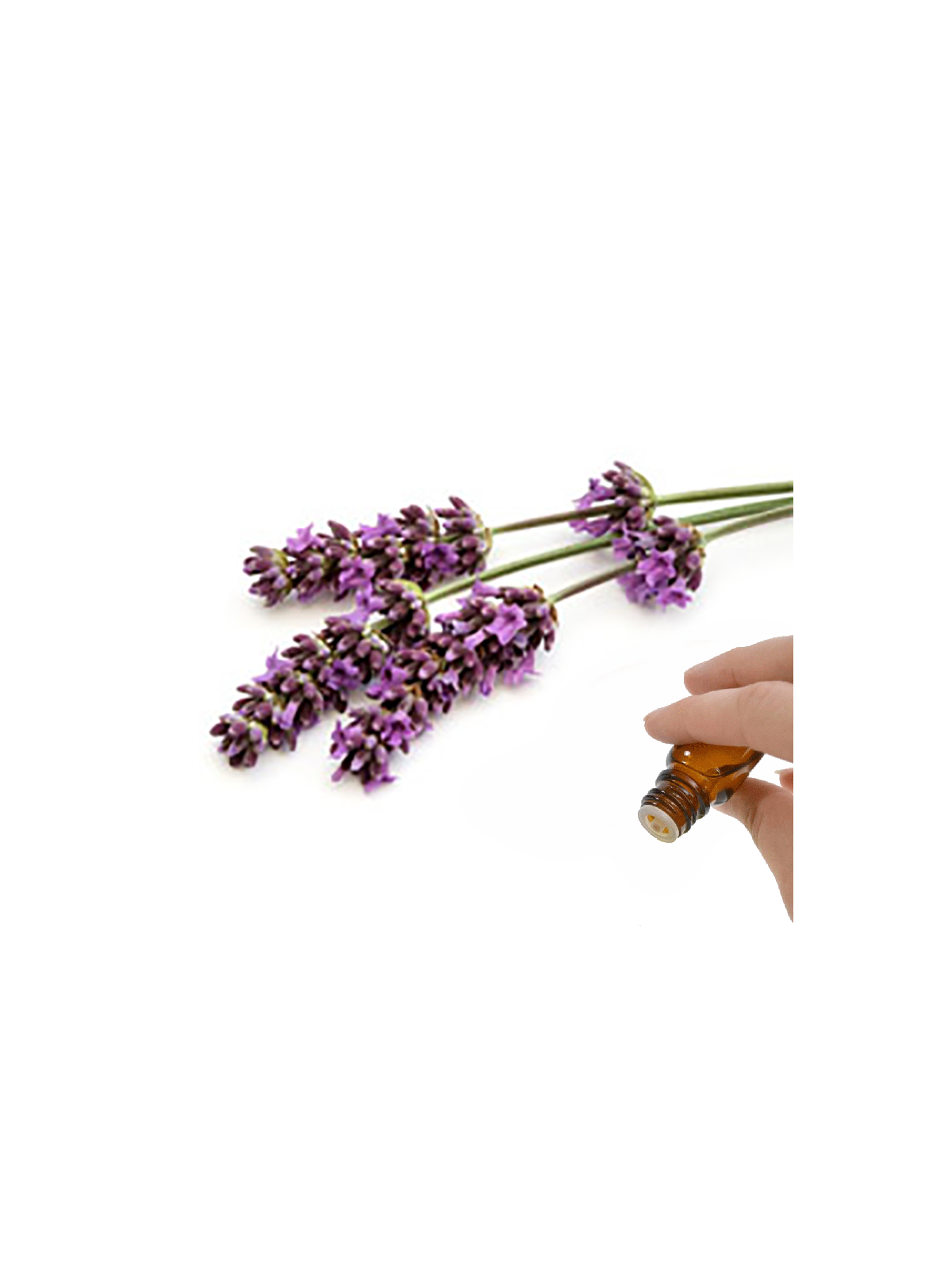 Lavender Essential Oil (Lavandula vera) | Denise Brown