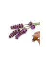 Lavender Essential Oil (Lavandula vera) | Denise Brown