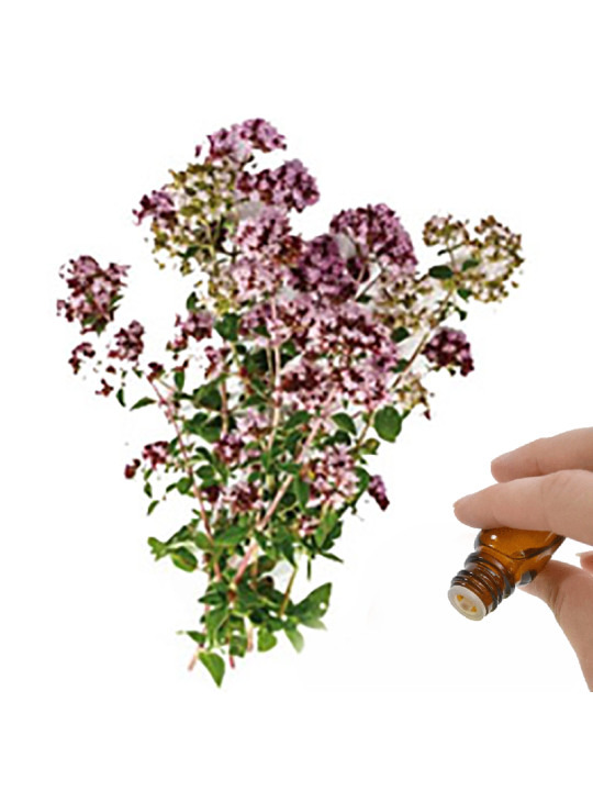 Marjoram  (Sweet) Essential Oil