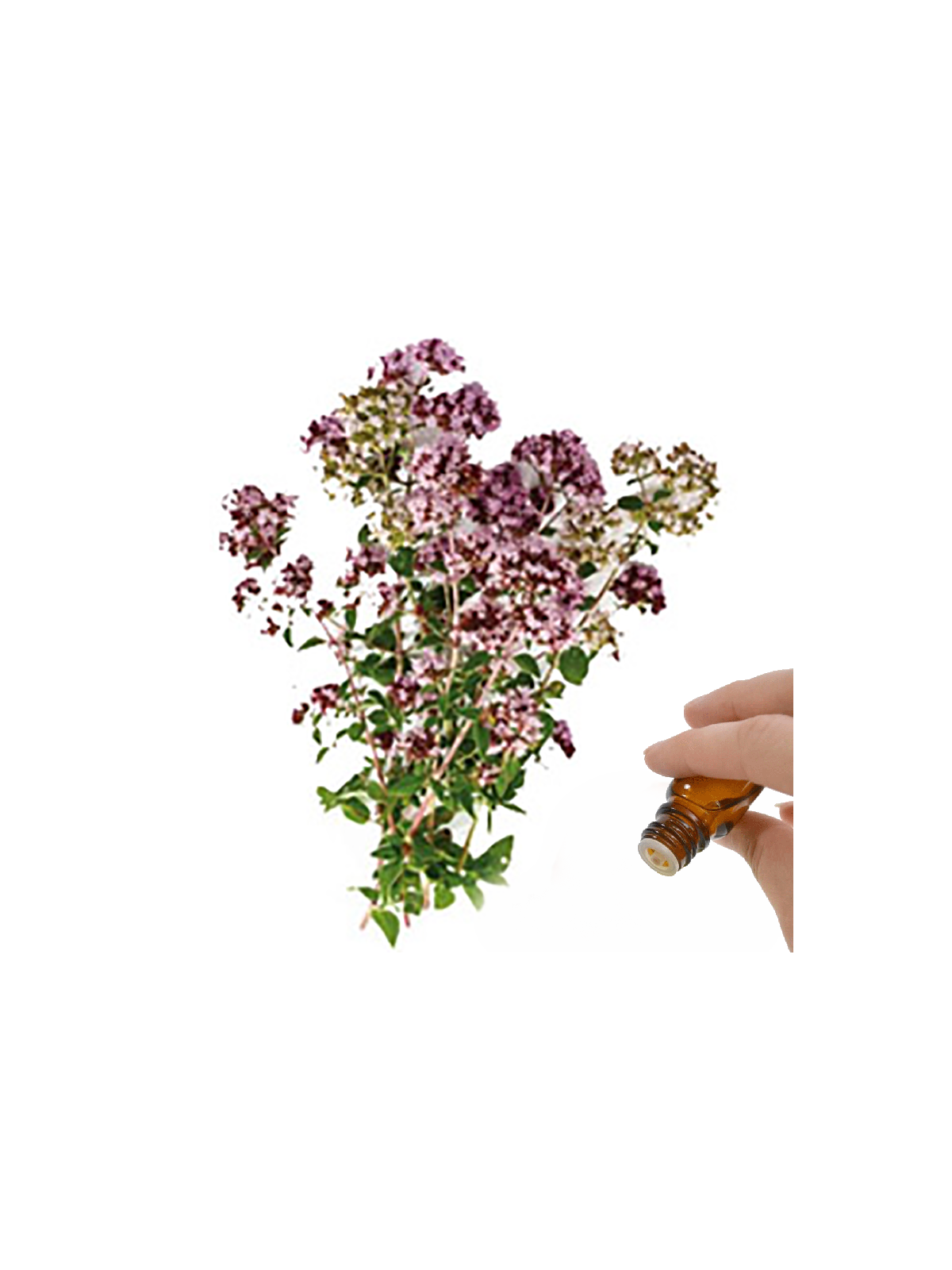 Marjoram  (Sweet) Essential Oil