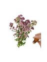 Marjoram  (Sweet) Essential Oil