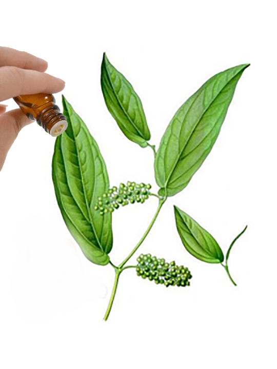 May Chang Essential Oil