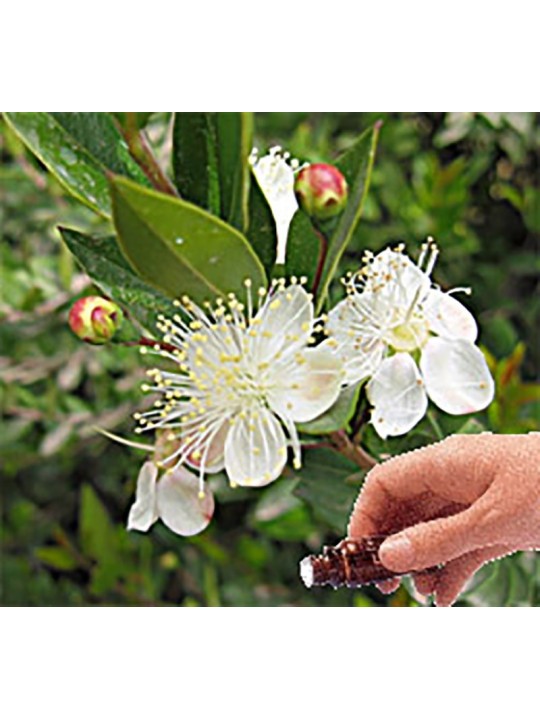 Myrtle Essential Oil