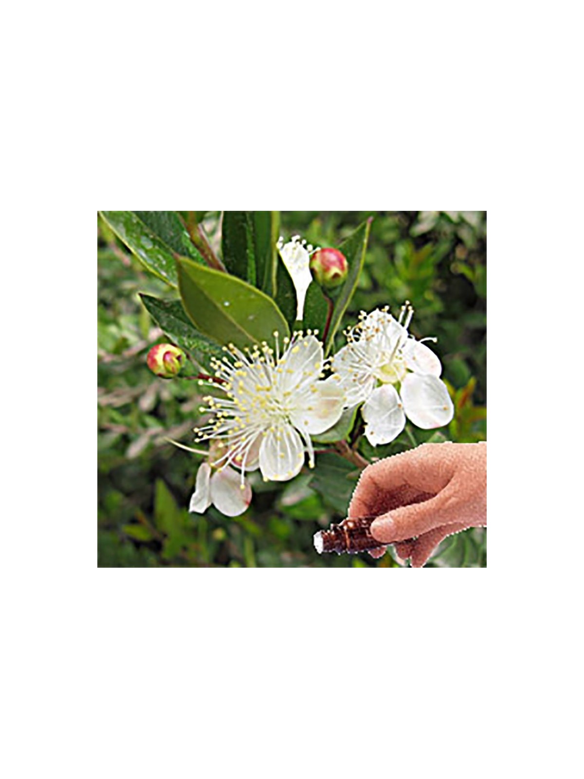 Myrtle Essential Oil