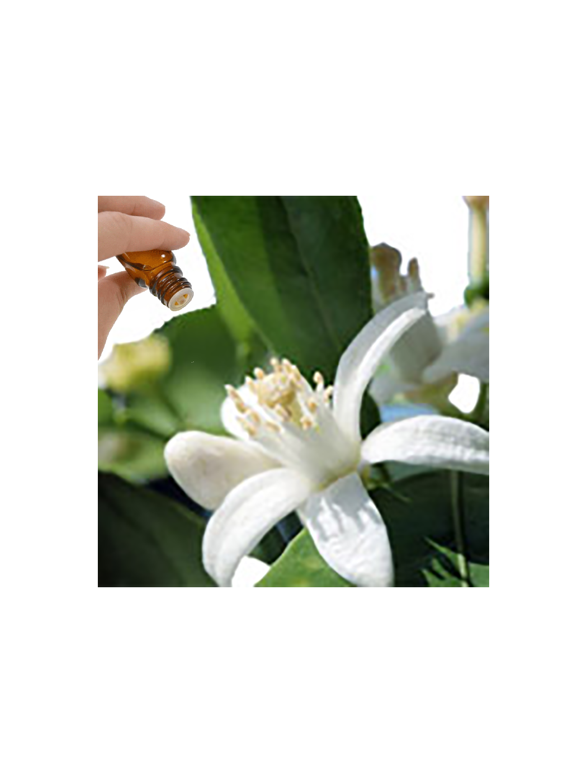 Neroli Essential Oil