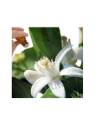 Neroli Essential Oil