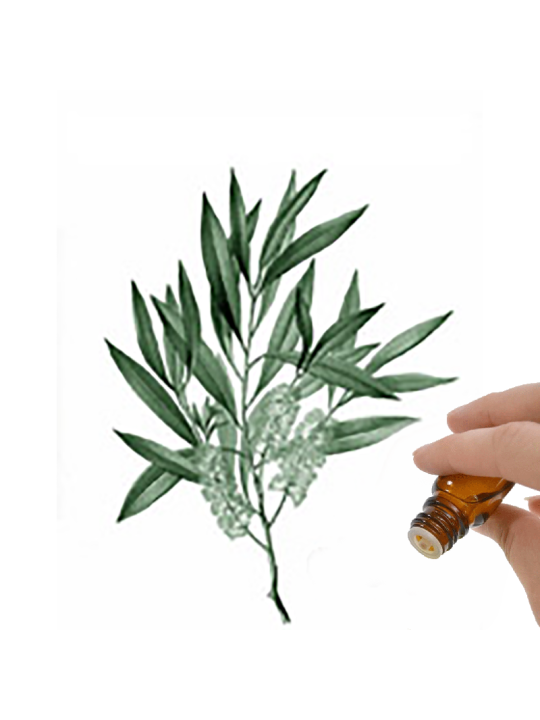 Niaouli Essential Oil