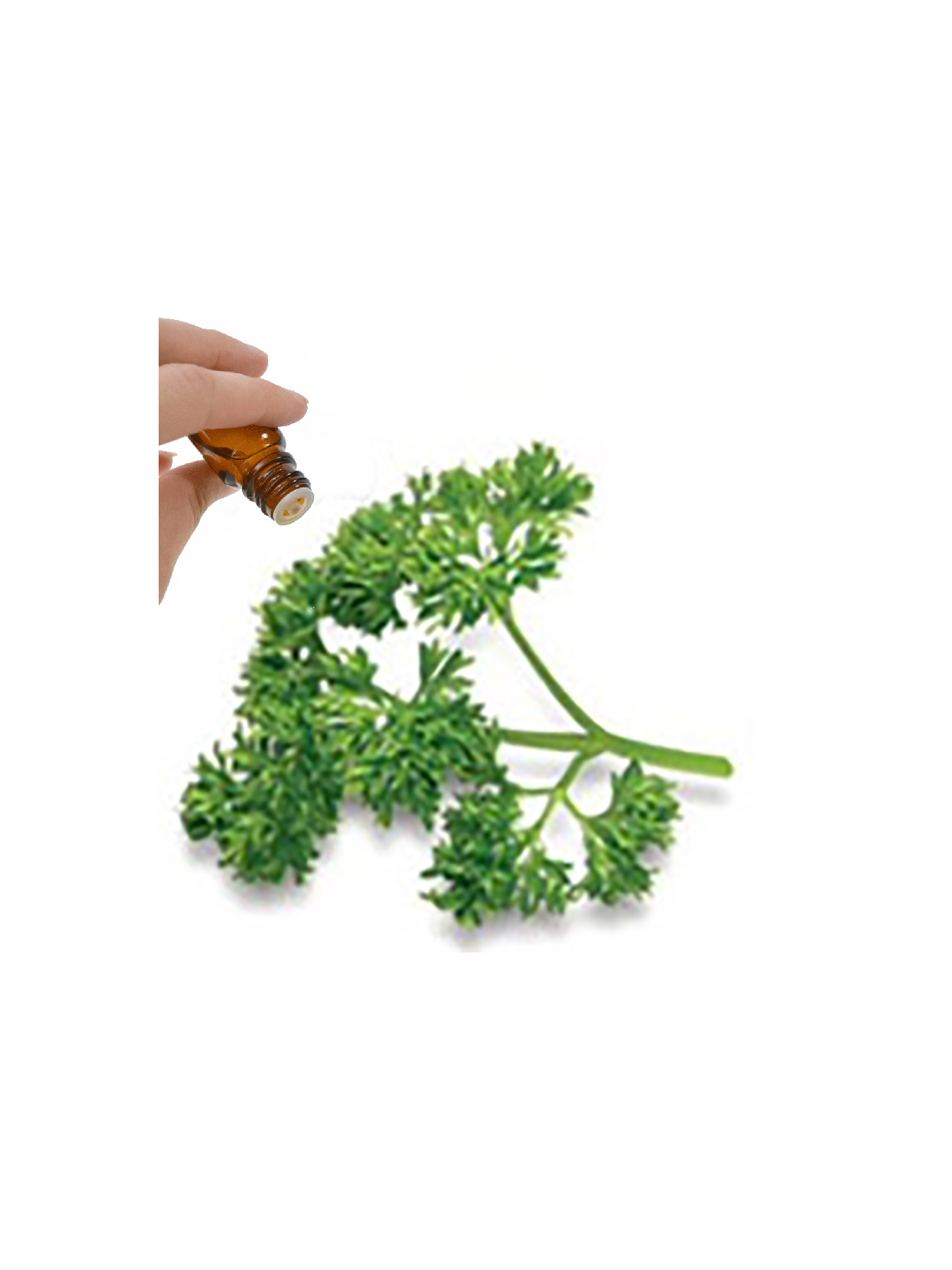 Parsley Seed Essential Oil