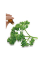 Parsley Seed Essential Oil