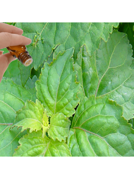 Patchouli Essential Oil