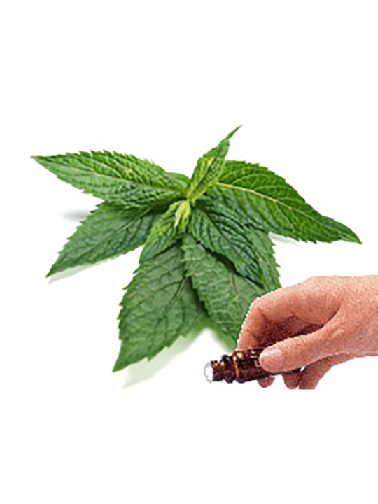 Peppermint Essential Oil