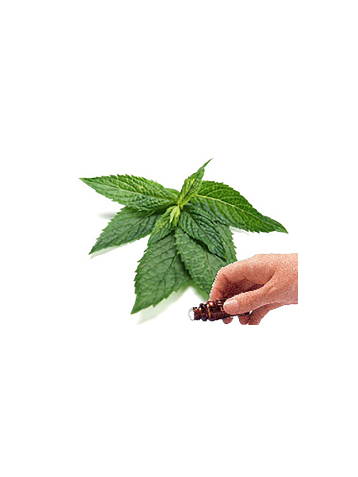 Peppermint Essential Oil