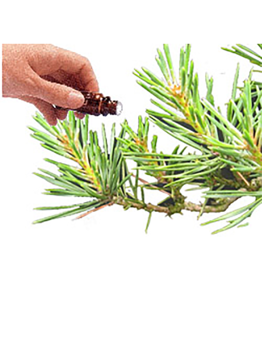 Pine  (Scots) Essential Oil