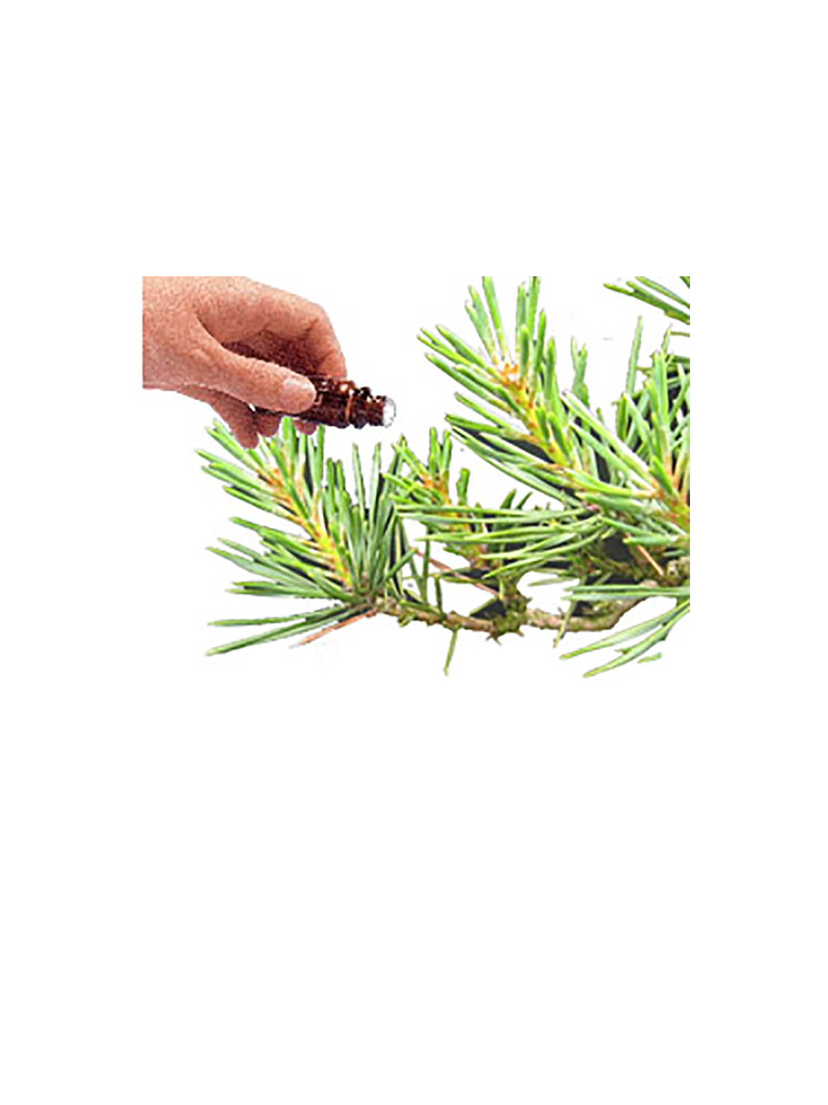 Pine  (Scots) Essential Oil