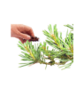 Pine  (Scots) Essential Oil