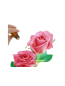 Rose Otto Essential Oil