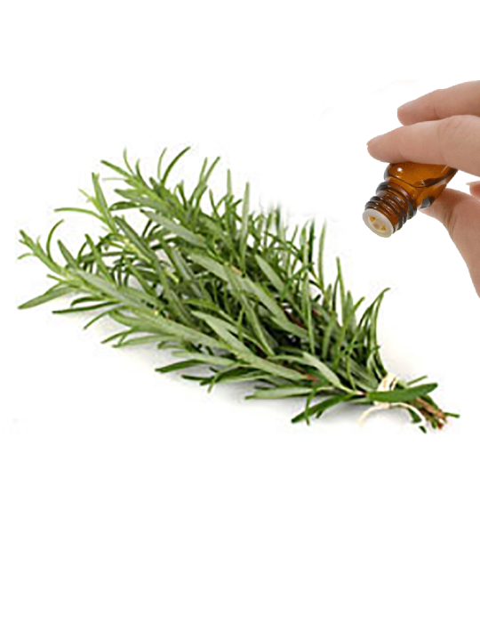 Rosemary Essential Oil