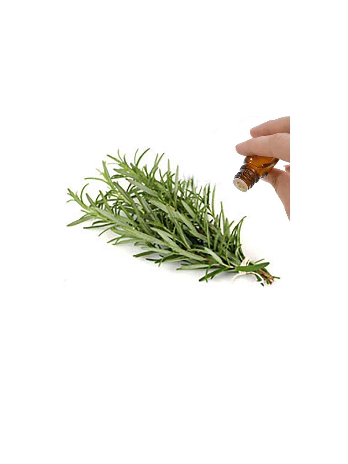 Rosemary Essential Oil