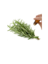 Rosemary Essential Oil